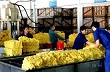 VRG làm việc với công ty Cao su Quảng Nam